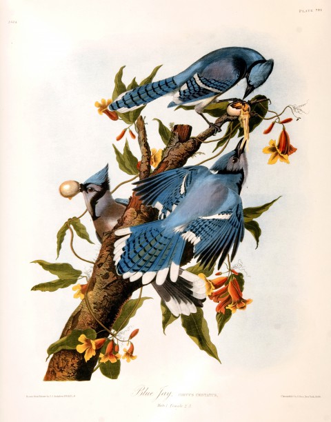 Illustrations of animal and wildlife